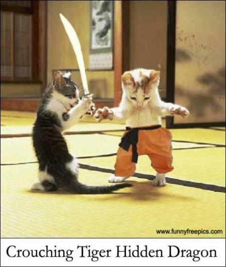 la gere des chats